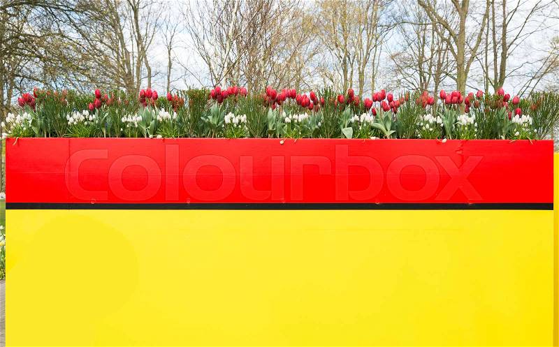 Large plant bowl in red and yellow with tulips, stock photo