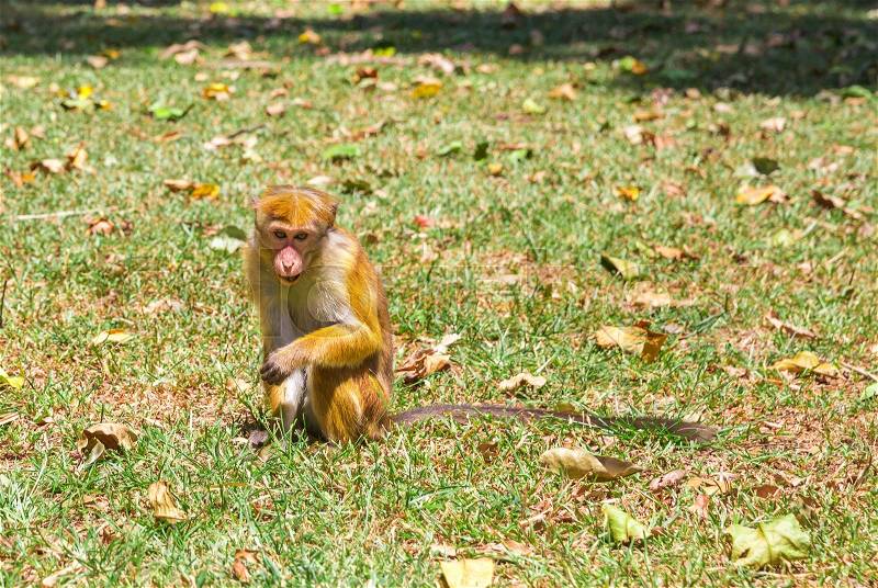 Monkey in tropical fauna on Ceylon, young macaque. Widlife scene, Asia, stock photo