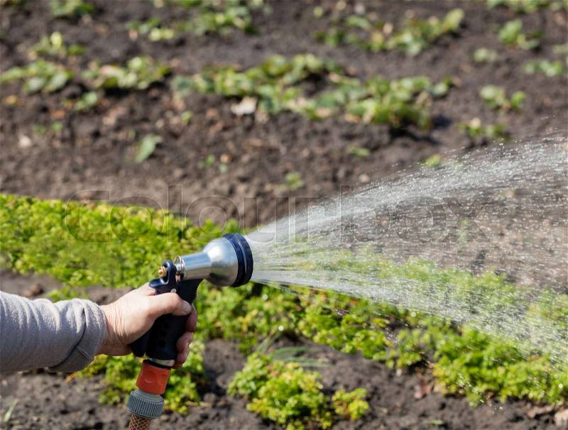 Watering the garden with a watering can, gardener holds a hose for sprinklers for irrigation installations, stock photo