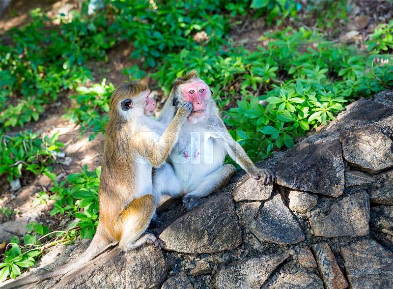 Monkeys in old buddha temple on Sri Lanka. Macaques in widlife scene, Asia. Food thieves on Shri Lanka, stock photo