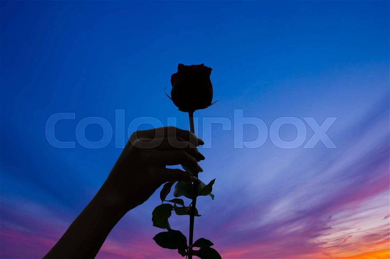 Silhouette of single rose at sunset, stock photo