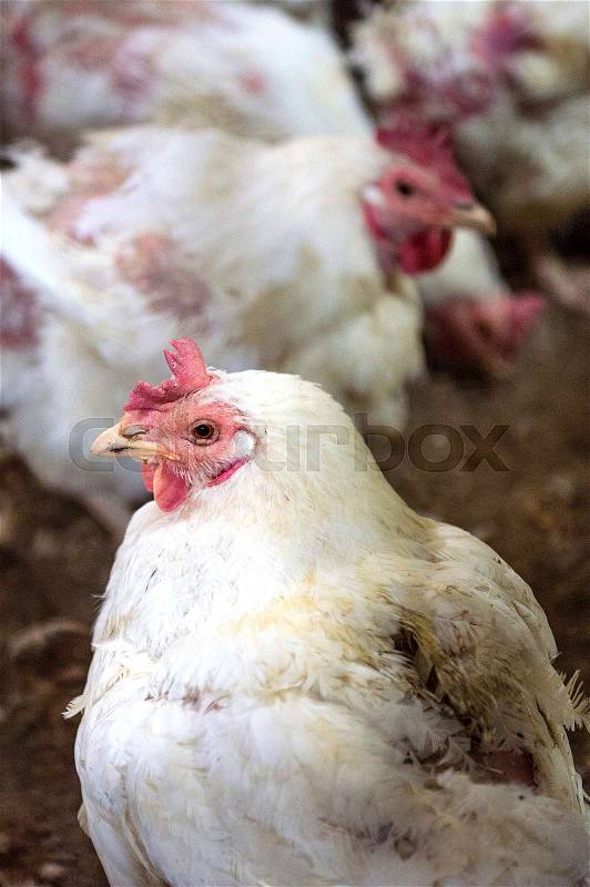 Sick chicken or Sad chicken in farm,Epidemic, bird flu, health problems, stock photo