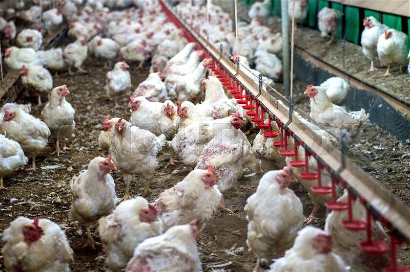 Sick chicken or Sad chicken in farm,Epidemic, bird flu, health problems, stock photo