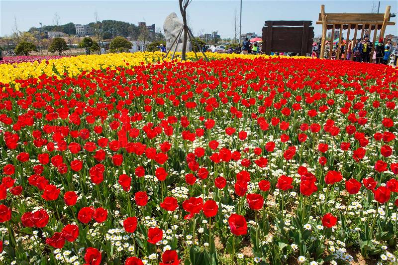 ANSAN,KOREA - APRIL 25 : Daebudo Tulips Festival is the largest tulips festival in Korea.Tourists taking photos of the beautiful scenery around Daebudo,Korea on April 25,2015, stock photo