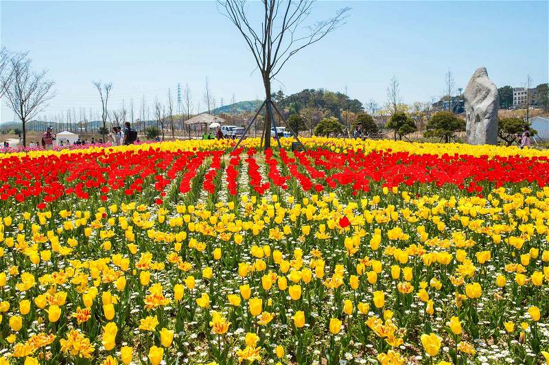 ANSAN,KOREA - APRIL 25 : Daebudo Tulips Festival is the largest tulips festival in Korea.Tourists taking photos of the beautiful scenery around Daebudo,Korea on April 25,2015, stock photo