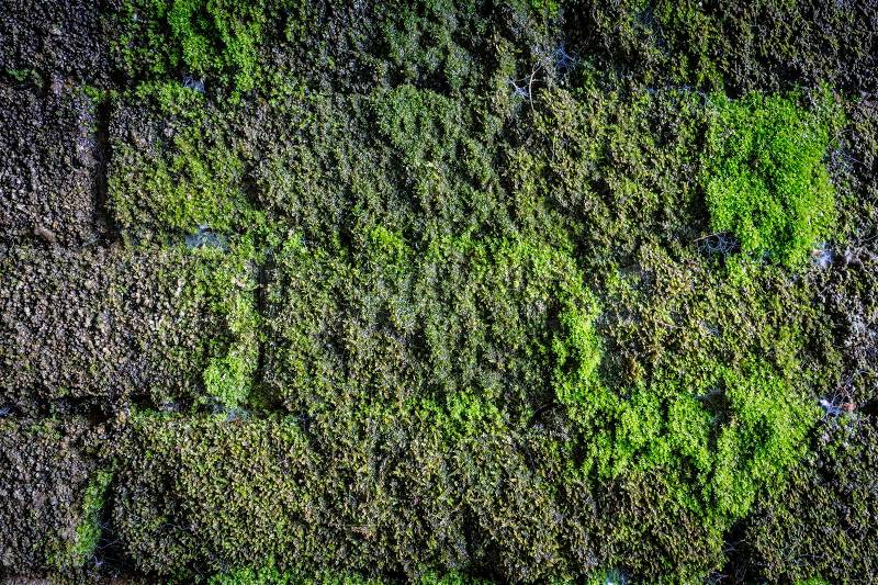 Green moss on old stone wall as background texture, stock photo