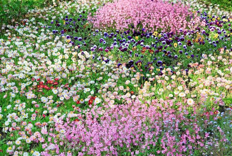 Summer flower-bed of daisy, violet and 