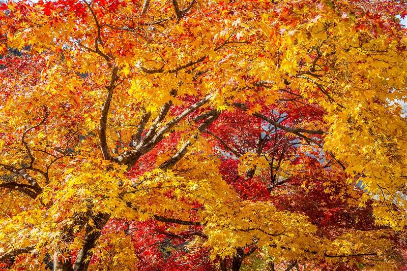 Maple tree in autumn in korea, stock photo
