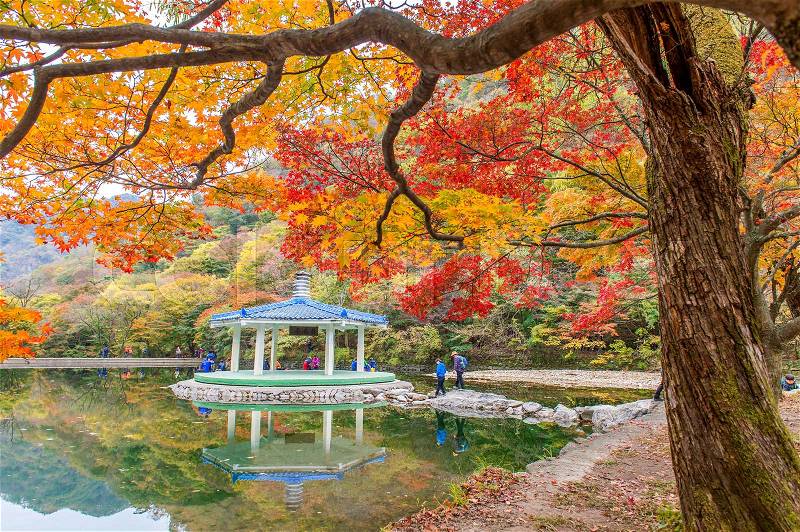 NAEJANGSAN,KOREA - NOVEMBER 1: Tourists taking photos of the beautiful scenery around Naejangsan park,South Korea during autumn season on November 1, 2015, stock photo