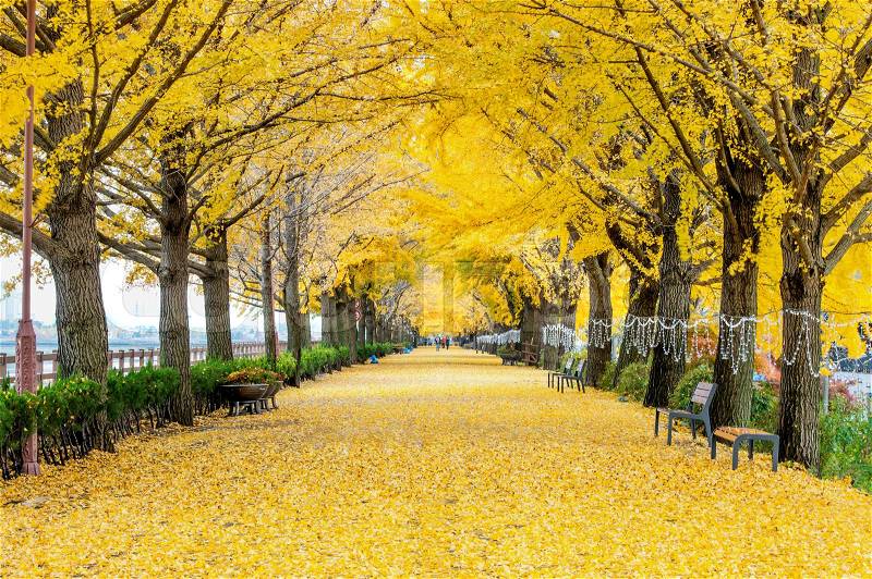 ASAN,KOREA - NOVEMBER 9: Row of yellow ginkgo trees and Tourists in Asan,South Korea during autumn season on November 9, 2015, stock photo