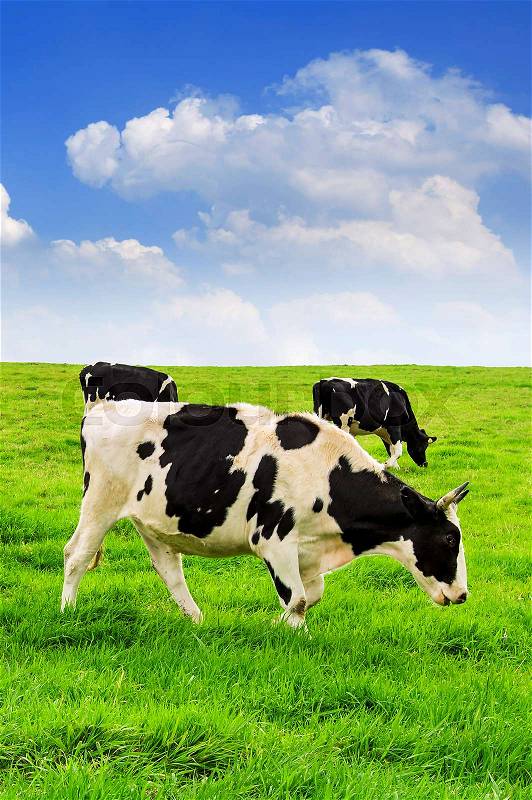 Cows on a green field and blue sky, stock photo