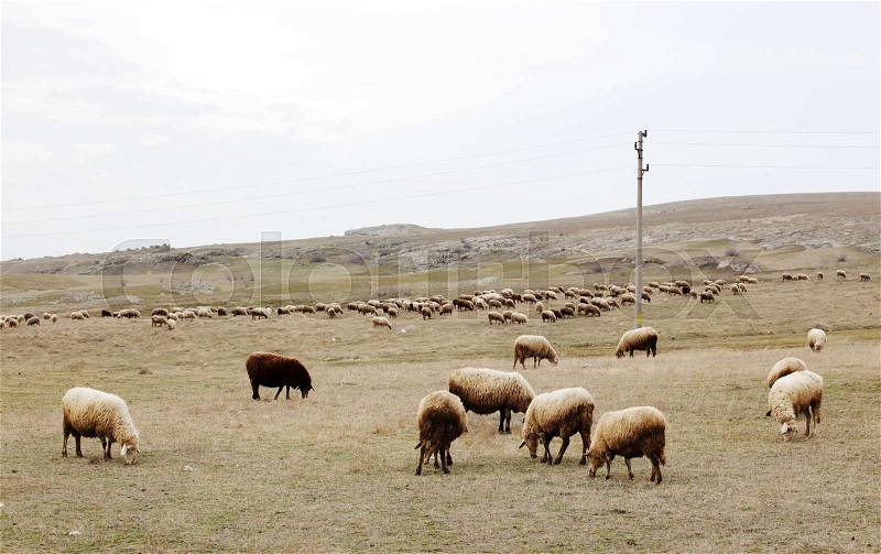 Sheep - color image, stock photo