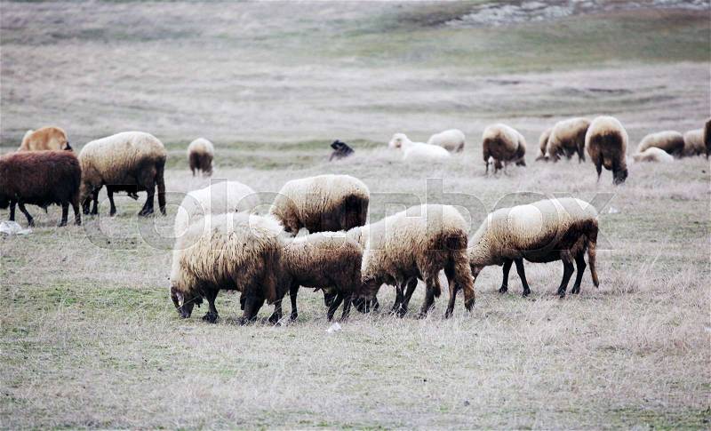 Sheep - color image, stock photo