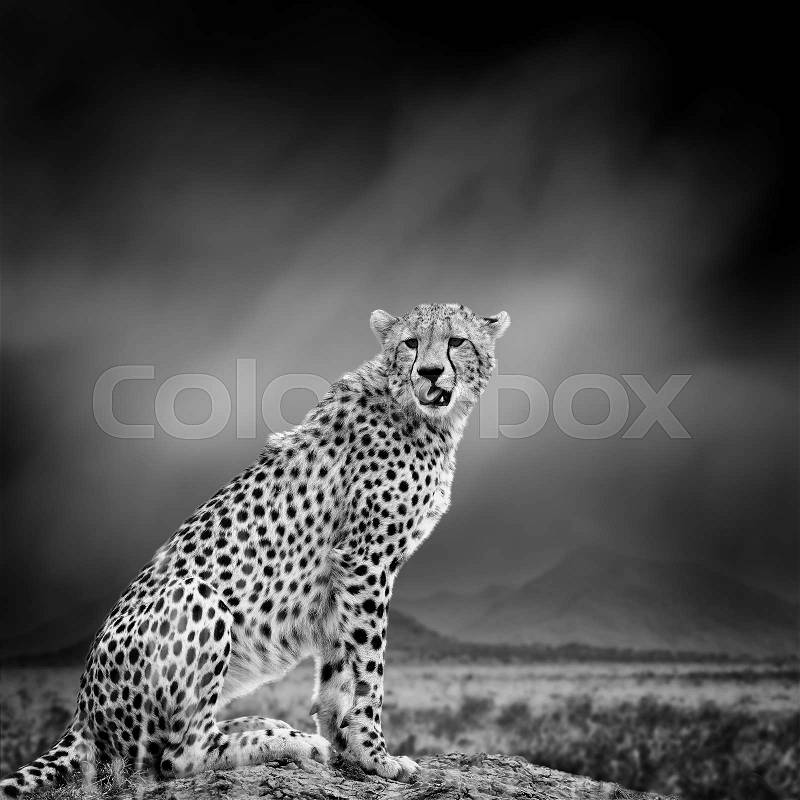 Dramatic black and white image of a cheetah on black background, stock photo