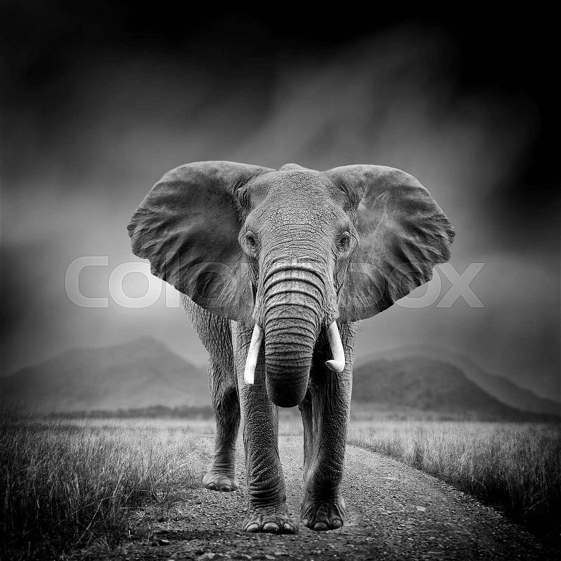 Dramatic black and white image of a elephant on black background, stock photo