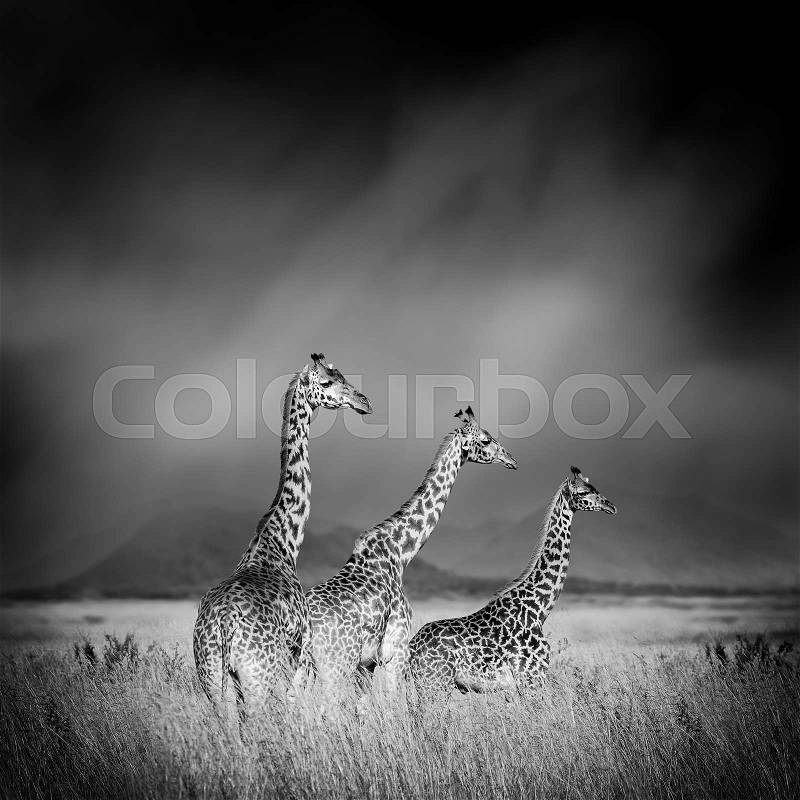 Dramatic black and white image of a giraffe on black background, stock photo