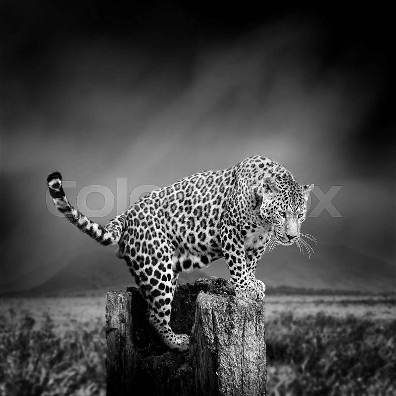 Dramatic black and white image of a leopard on black background, stock photo