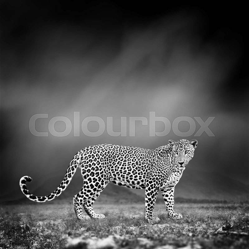 Dramatic black and white image of a leopard on black background, stock photo