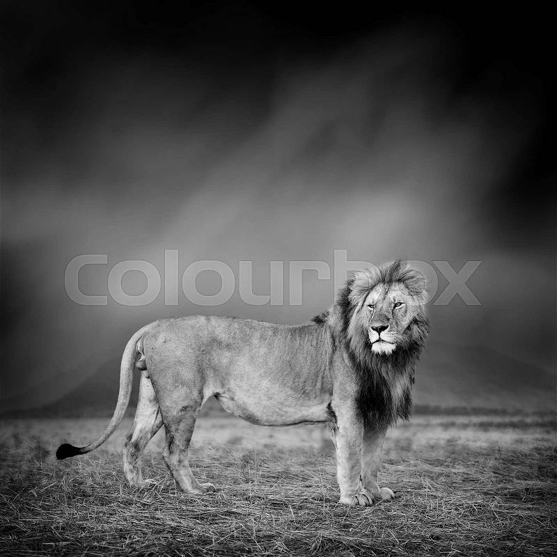 Dramatic black and white image of a lion on black background, stock photo