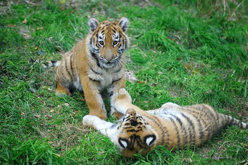 Close up siberian tiger cub in grass, stock photo