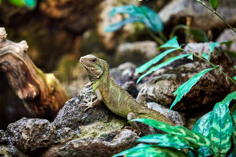 Green skin lizard looking. A beautiful Lizard, stock photo