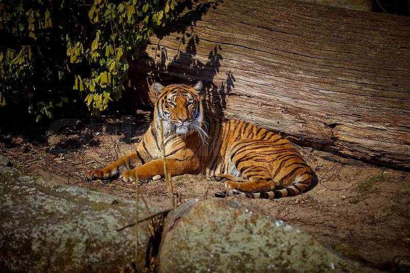 Cute tiger. Tiger in beautiful evening sun, stock photo