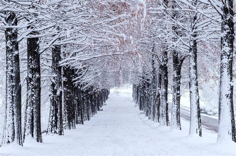 Row of trees in Winter with falling snow, stock photo