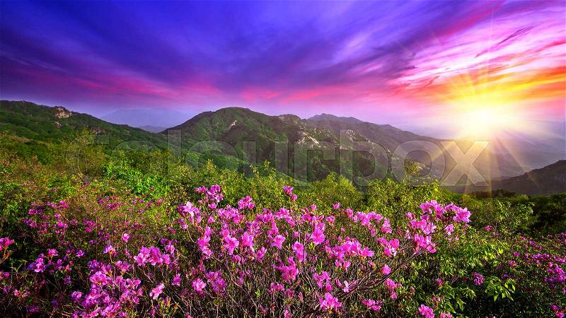 Beautiful pink flowers on mountains at sunset, Hwangmaesan mountain in South Korea, stock photo