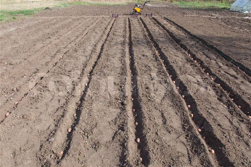 Planting potatoes on vegetable garden, potato seeds in furrows on a potato field, stock photo