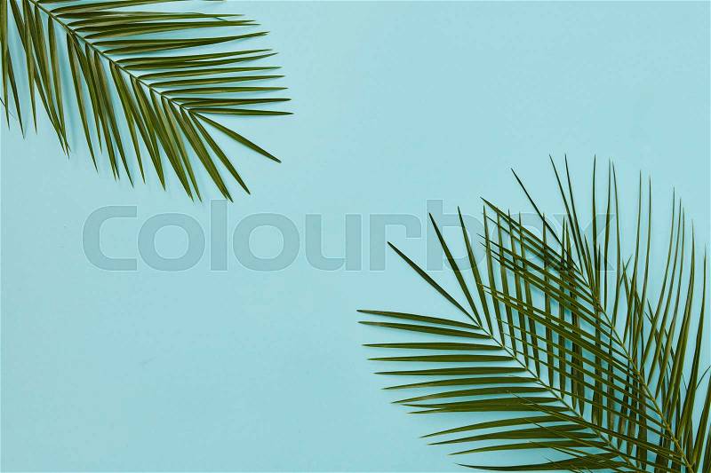 Palm leaves represented in corners of picture isolated on blue background. Blank space in middle may be used for your ideas, emotions, etc, stock photo