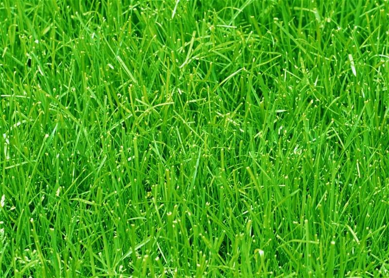 New spring green grass for design yard, stock photo