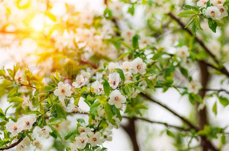 Flowers of plum tree in spring when fell out the unexpectedly last snow, stock photo
