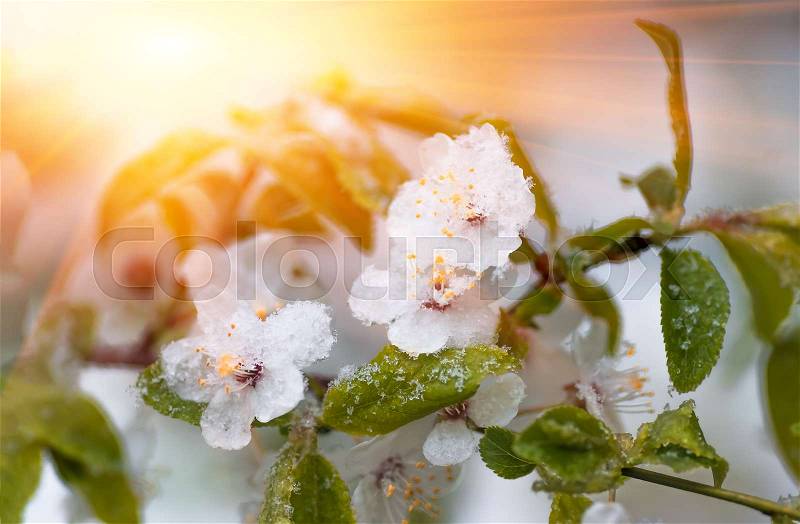 Flowers of plum tree in spring when fell out the unexpectedly last snow, stock photo