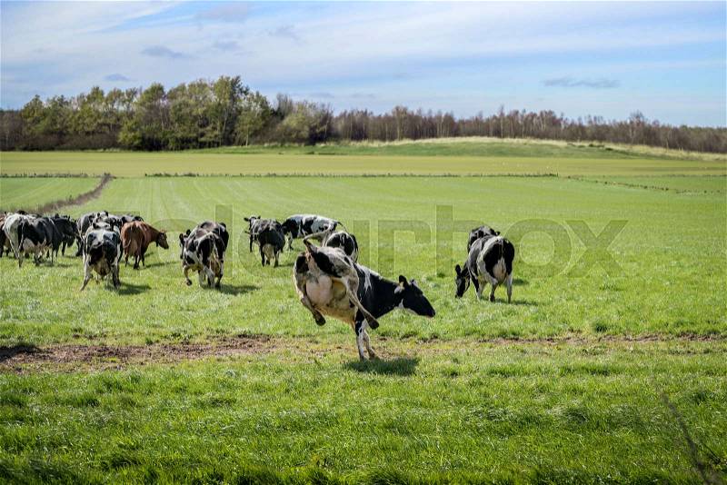 Cows run out on a green meadow in the spring and enjoy their first season on green grass, stock photo