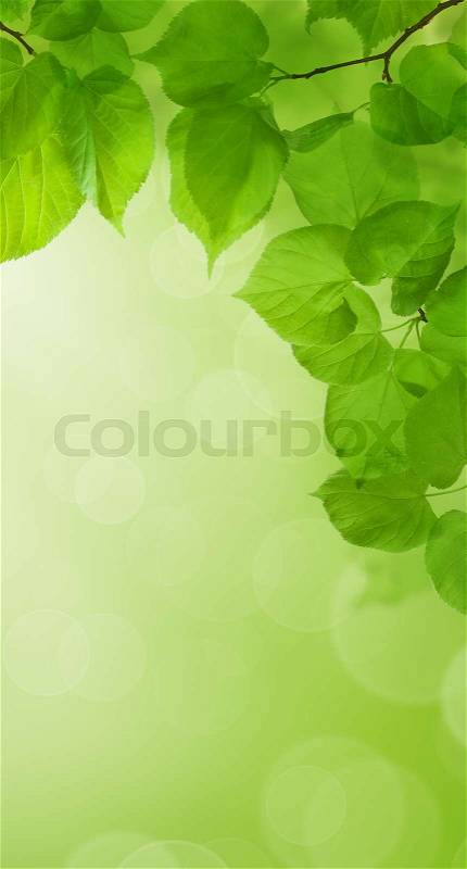 Spring Abstract Green Wallpaper Background, stock photo