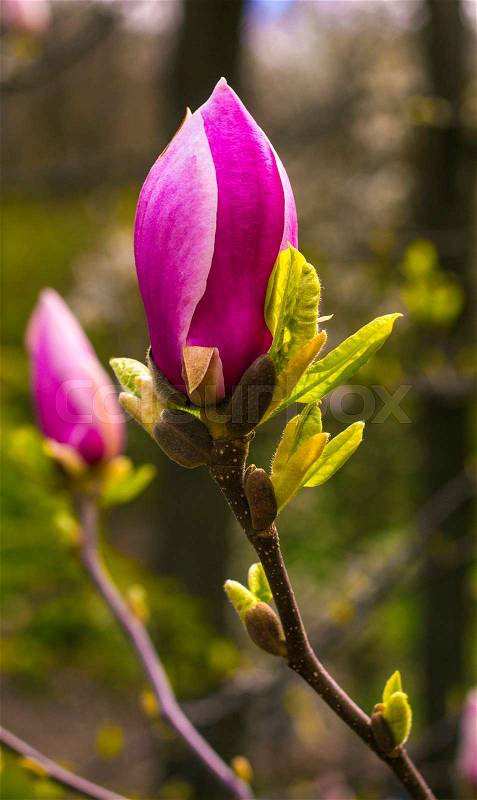 Decoration of few magnolia flowers. pink magnolia flower. Magnolia. Magnolia flower, stock photo