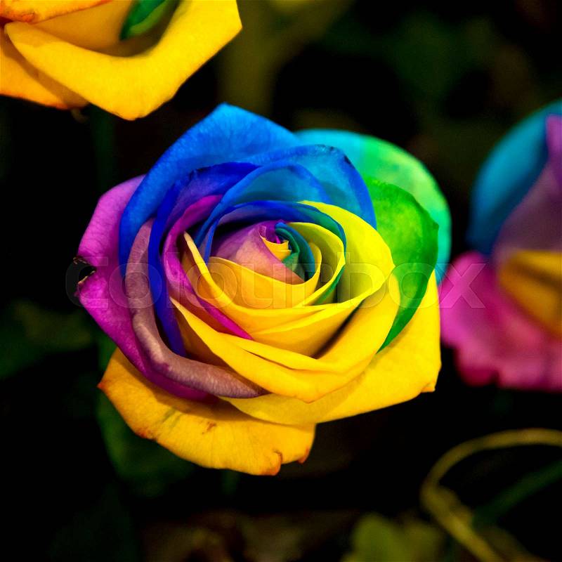Rainbow rose flower. The rose flower is painted in all colors of the rainbow, stock photo