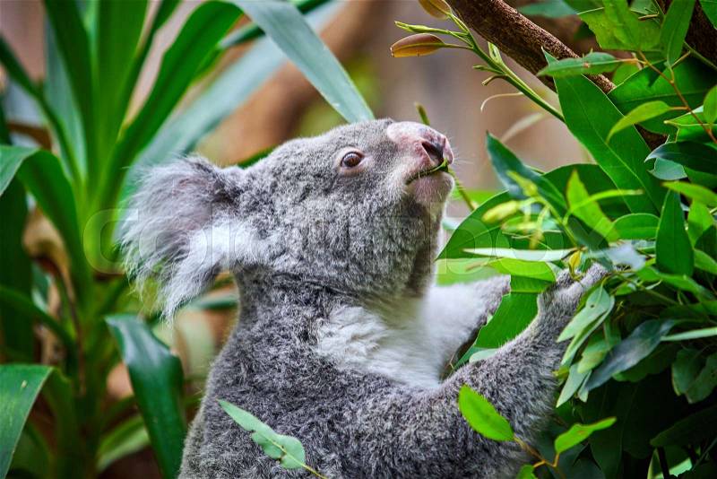 Koala Bear. A cute of koala, stock photo