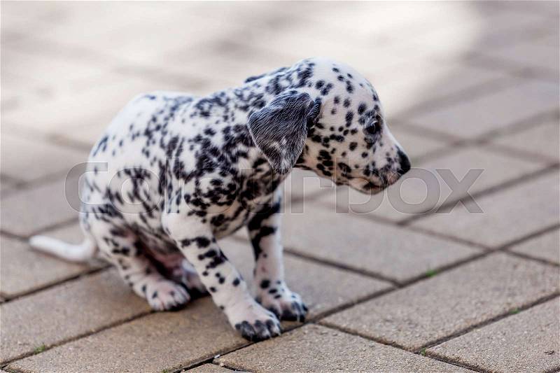 Dalmatian puppy. Beautiful Dalmatian dog, stock photo