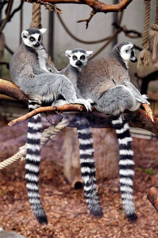 Family Ring tailed Lemur, stock photo
