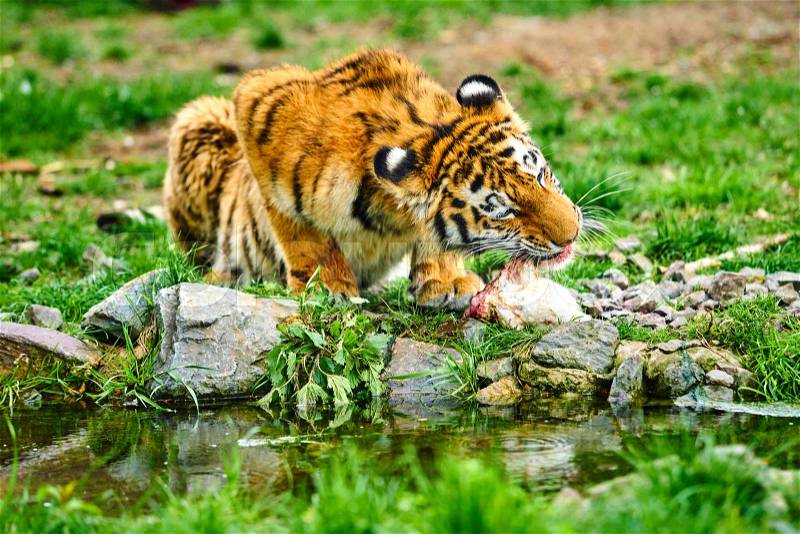 Little tiger cub eats meat. Tiger Eating, stock photo