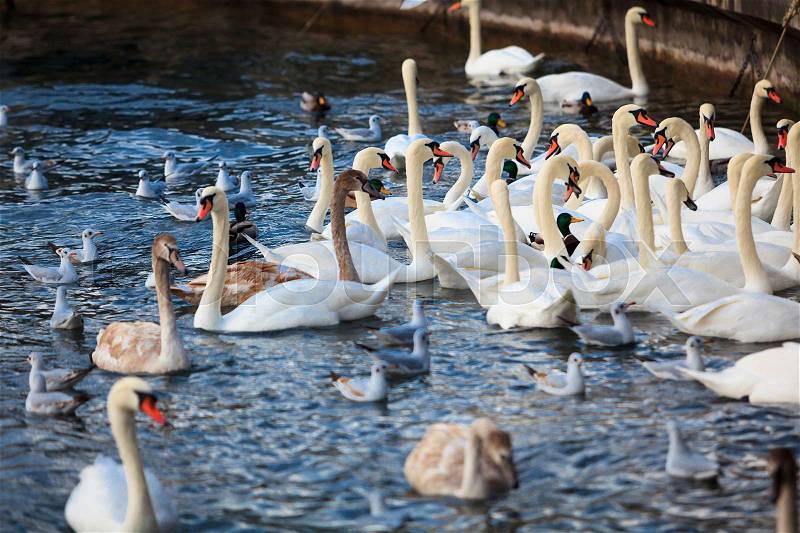 Swans on the lake in Zurich, Switzerland, stock photo