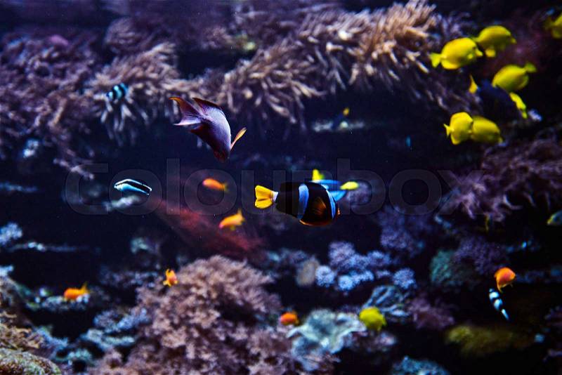 Tropical Fish on a coral reef, stock photo