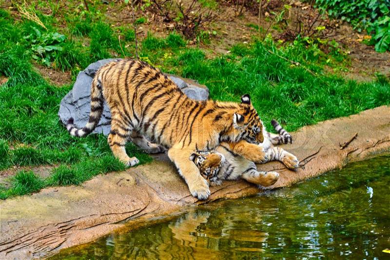 Two adult tigers at play. young Tiger, stock photo