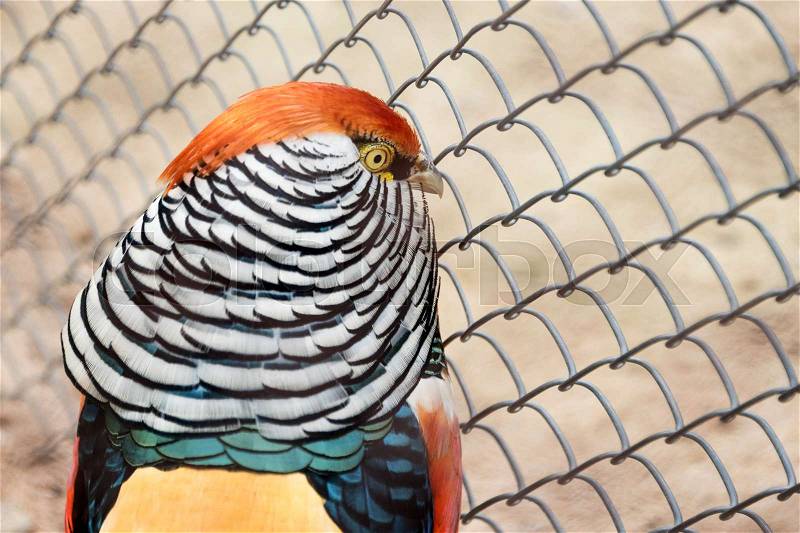 Caged bird in a in human made environment. Bird Park at the zoo, stock photo