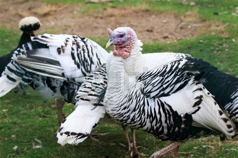 Turkey bird is a distant family like turkeys and chickens, stock photo