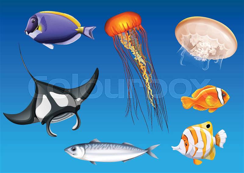 Different kinds of sea animals underwater illustration, vector