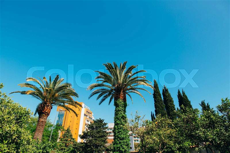 Palm tree. Date green tree in Montenegro, stock photo