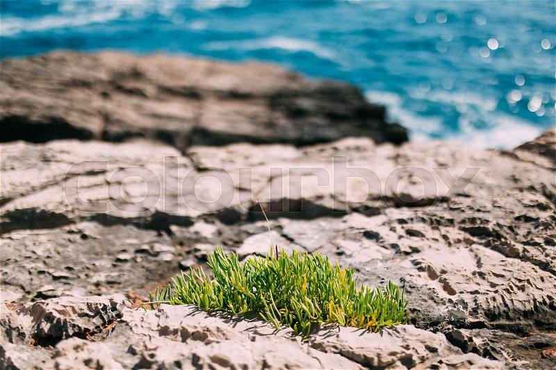 The plant breaks through the stones near the sea. Flowers and plants in Montenegro, stock photo