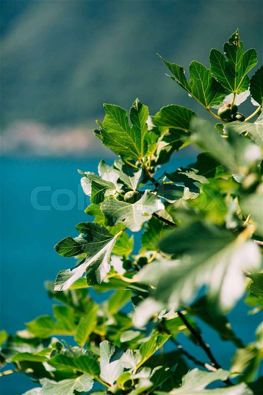 Fig trees, small fruits. Ripening figs on the tree, stock photo